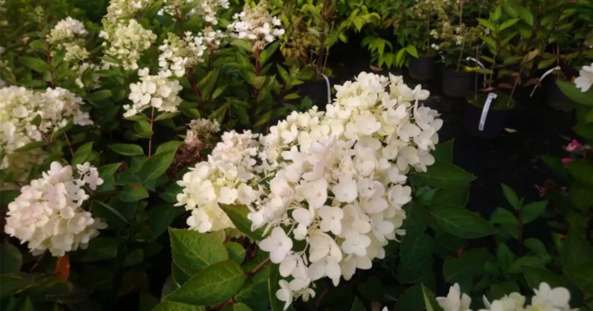 Hydrangea panic. 'Bombshell' ®