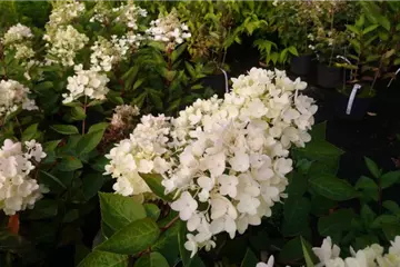 Hydrangea panic. 'Bombshell' ®