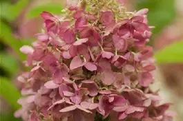 Rispenhortensie 'Candlelight' ® Premiumgehölz - Hydrangea paniculata 'Candlelight' ®