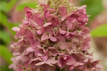 Hydrangea paniculata 'Candlelight' ®