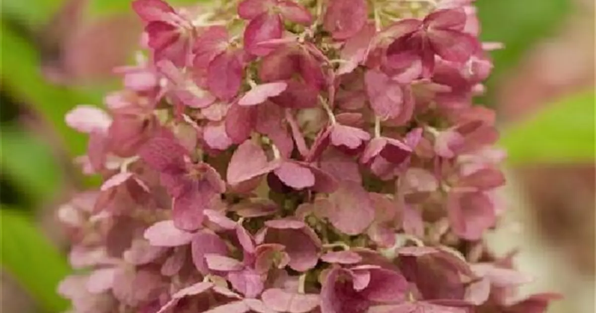 Hydrangea paniculata 'Candlelight' ®