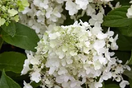 Rispenhortensie 'Candlelight' ® Premiumgehölz - Hydrangea paniculata 'Candlelight' ®