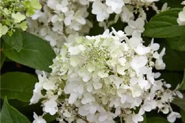 Rispenhortensie 'Candlelight' ® Premiumgehölz - Hydrangea paniculata 'Candlelight' ®