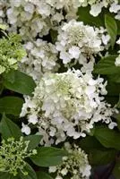 Hydrangea paniculata 'Candlelight' ®