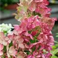 Blüten Rispenhortensie 'Diamant Rouge' ®