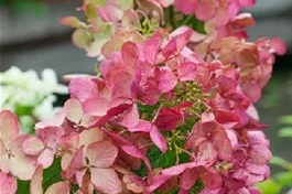 Rispenhortensie 'Diamant Rouge' ® - Hydrangea paniculata 'Diamant Rouge' ®
