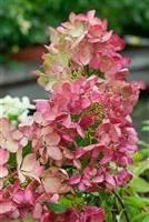 Hydrangea paniculata 'Diamant Rouge' ®