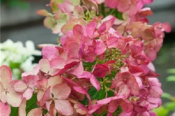 Hydrangea paniculata 'Diamant Rouge' ®