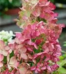 Blüten Rispenhortensie 'Diamant Rouge' ®