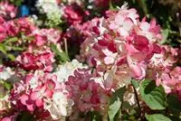 Hydrangea paniculata 'Diamantino'®