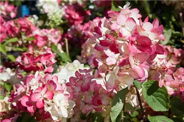 Hydrangea paniculata 'Diamantino'®