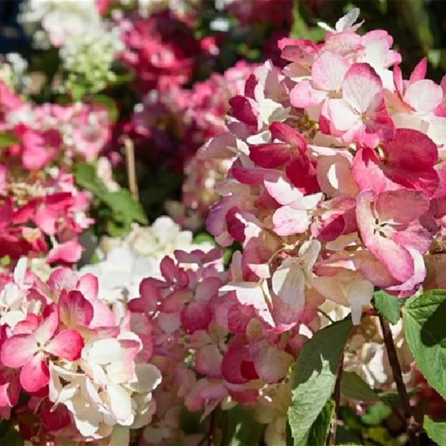Blüten Rispenhortensie 'Diamantino'®