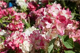 Rispenhortensie 'Diamantino'® - Hydrangea paniculata 'Diamantino'®