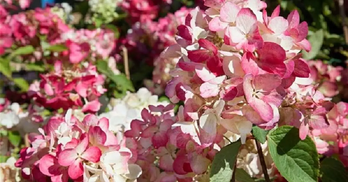Hydrangea paniculata 'Diamantino'®