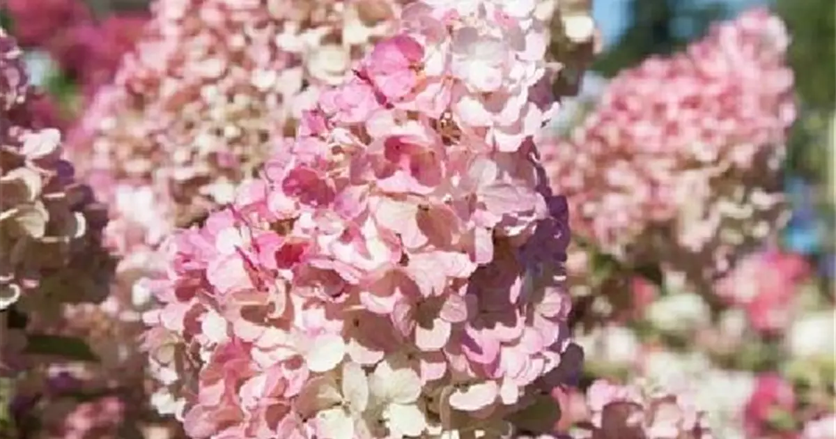 Hydrangea paniculata 'Sundae Fraise' ®