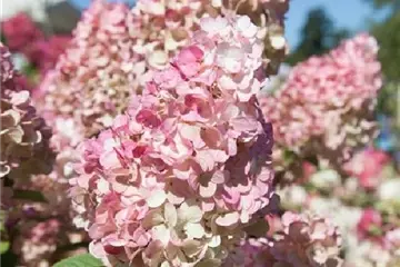 Hydrangea paniculata 'Sundae Fraise' ®