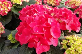 Bauernhortensie SAXON® 'Bright Red' - Hydrangea SAXON® 'Bright Red'