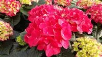 Hydrangea SAXON® 'Bright Red'