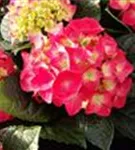 P2001286_2.jpg