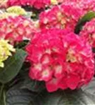 P2001286_3.jpg