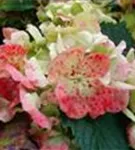 Blüte der Bauernhortensie Hovaria® 'Hobella'