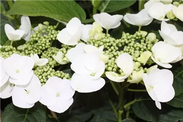 Tellerhortensie 'Benxi®' - Hydrangea macrophylla 'Benxi'®