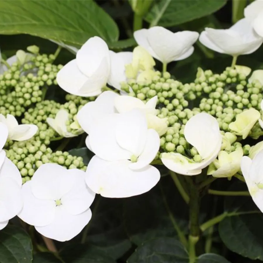 Nahaufnahme Tellerhortensie 'Benxi®'