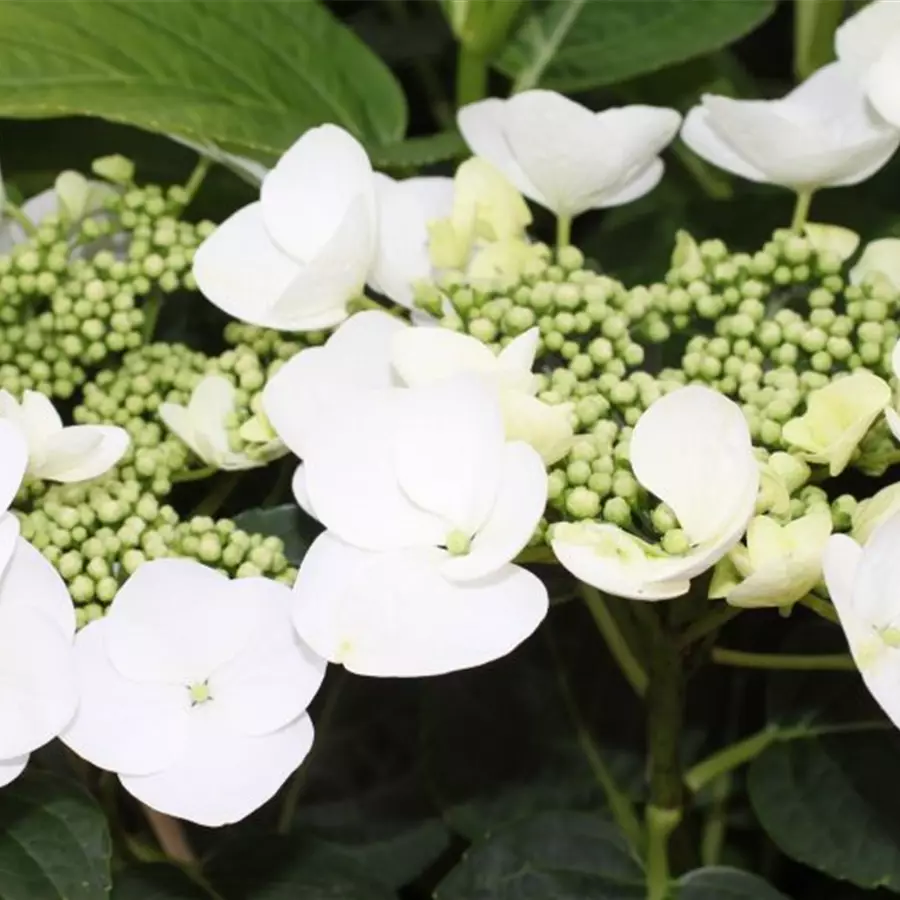Nahaufnahme Tellerhortensie 'Benxi®'