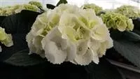 Hydrangea macrophylla 'Ice Girl' Hydrangea macrophylla 'Ice Girl'