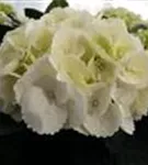 Helle Blüten Hydrangea macrophylla 'Ice Girl'