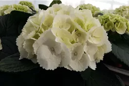 Bauernhortensie 'Ice Girl' - Hydrangea macrophylla 'Ice Girl'