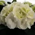 Helle Blüten Hydrangea macrophylla 'Ice Girl'