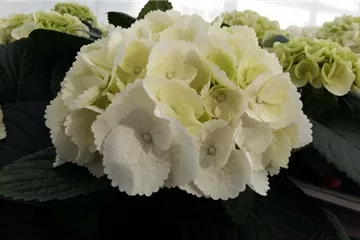 Hydrangea macrophylla 'Ice Girl'