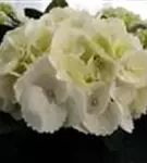 Helle Blüten Hydrangea macrophylla 'Ice Girl'