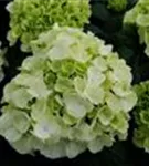 Nahaufnahme Blüten Hydrangea macrophylla 'Ice Girl'