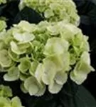 Grüne Blüten Hydrangea macrophylla 'Ice Girl'
