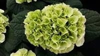 Hydrangea macrophylla 'Ice Girl'