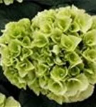 Weiße Blüten Hydrangea macrophylla 'Ice Girl'