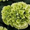 Weiße Blüten Hydrangea macrophylla 'Ice Girl'