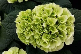 Bauernhortensie 'Ice Girl' - Hydrangea macrophylla 'Ice Girl'