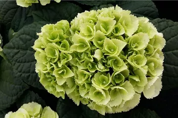 Hydrangea macrophylla 'Ice Girl'