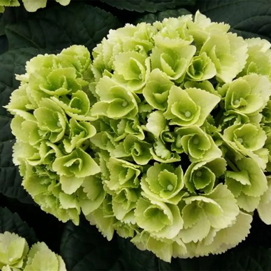 Weiße Blüten Hydrangea macrophylla 'Ice Girl'