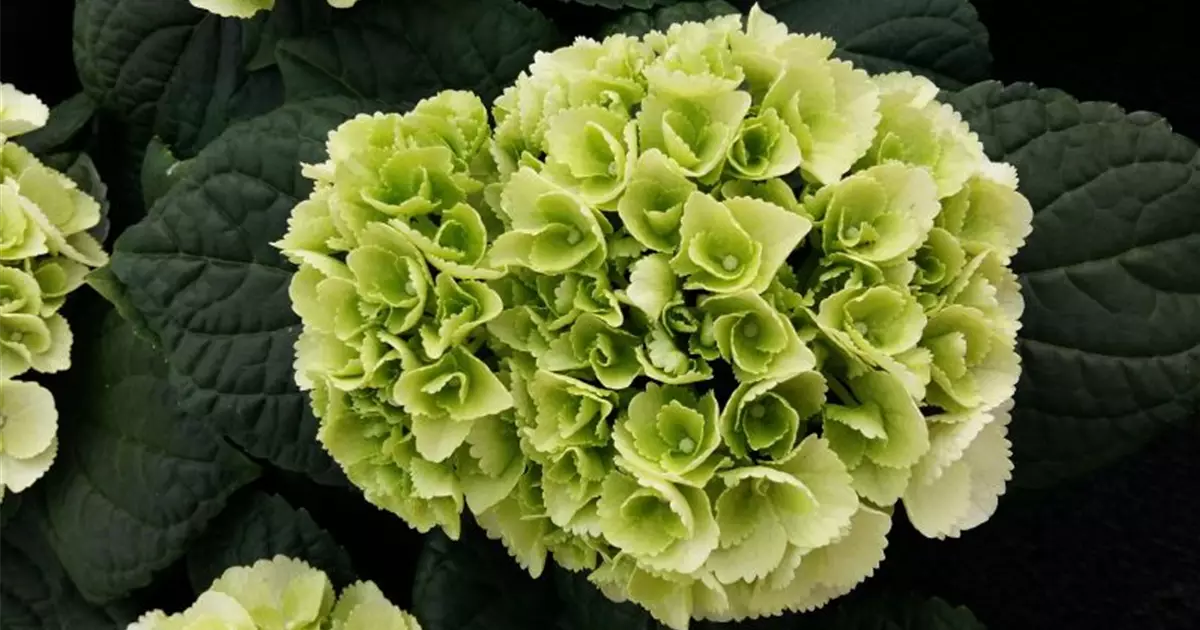 Hydrangea macrophylla 'Ice Girl'