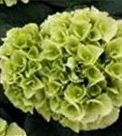Weiße Blüten Hydrangea macrophylla 'Ice Girl'