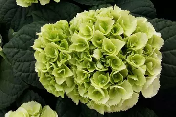 Hydrangea macrophylla 'Ice Girl'