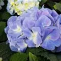Bauernhortensie 'Marine Blue' blauer Blütenball Nahaufnahme