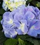 Bauernhortensie 'Marine Blue' blauer Blütenball Nahaufnahme