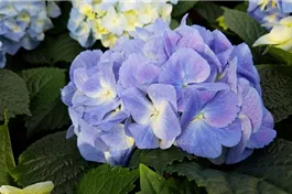 Bauernhortensie 'Marine Blue' - Hydrangea macrophylla 'Marine Blue'