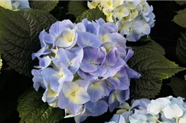 Bauernhortensie 'Marine Blue' - Hydrangea macrophylla 'Marine Blue'