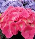 Pinke Blüten Hydrangea macrophylla 'Sarena Pink'